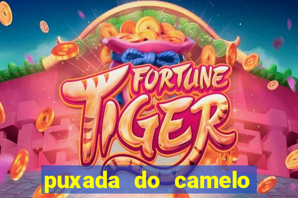 puxada do camelo no jogo do bicho