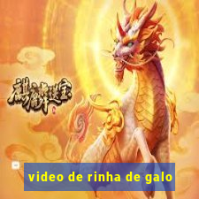 video de rinha de galo