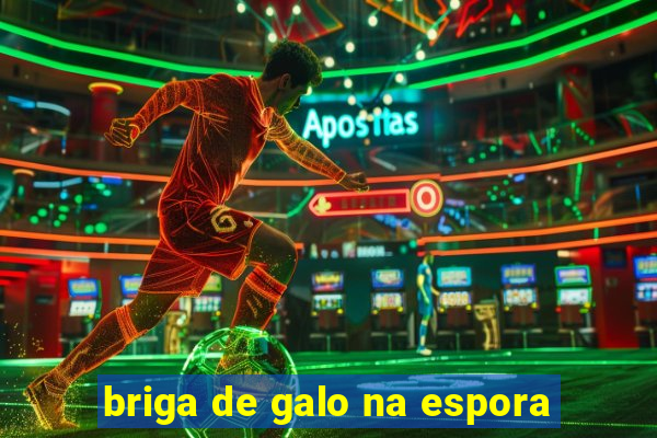 briga de galo na espora