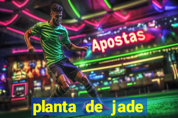 planta de jade significado espiritual